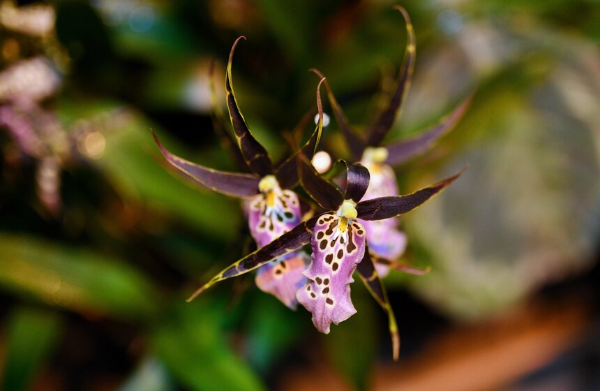 В "Аптекарском огороде" открылся фестиваль экзотических растений "Тропическая зима" 4 фото