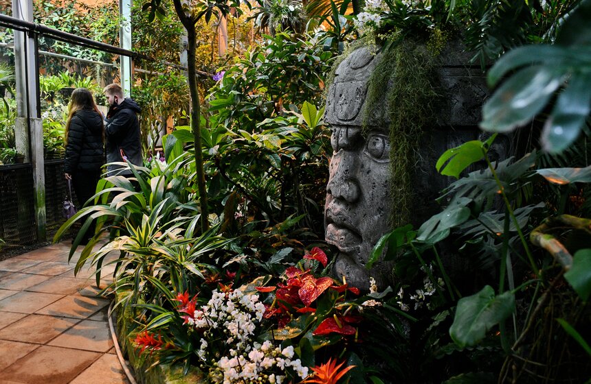 В "Аптекарском огороде" открылся фестиваль экзотических растений "Тропическая зима" 20 фото