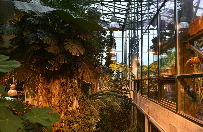 В "Аптекарском огороде" открылся фестиваль экзотических растений "Тропическая зима" 23 фото