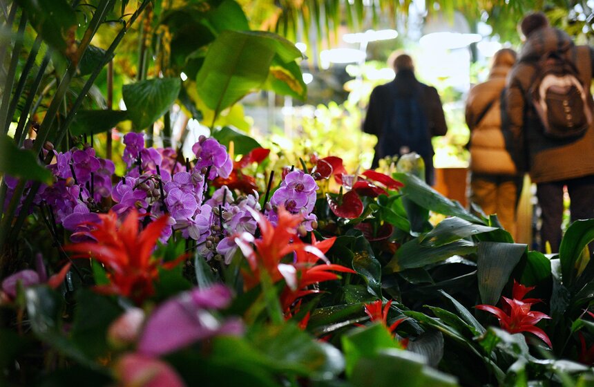 В "Аптекарском огороде" открылся фестиваль экзотических растений "Тропическая зима" 16 фото