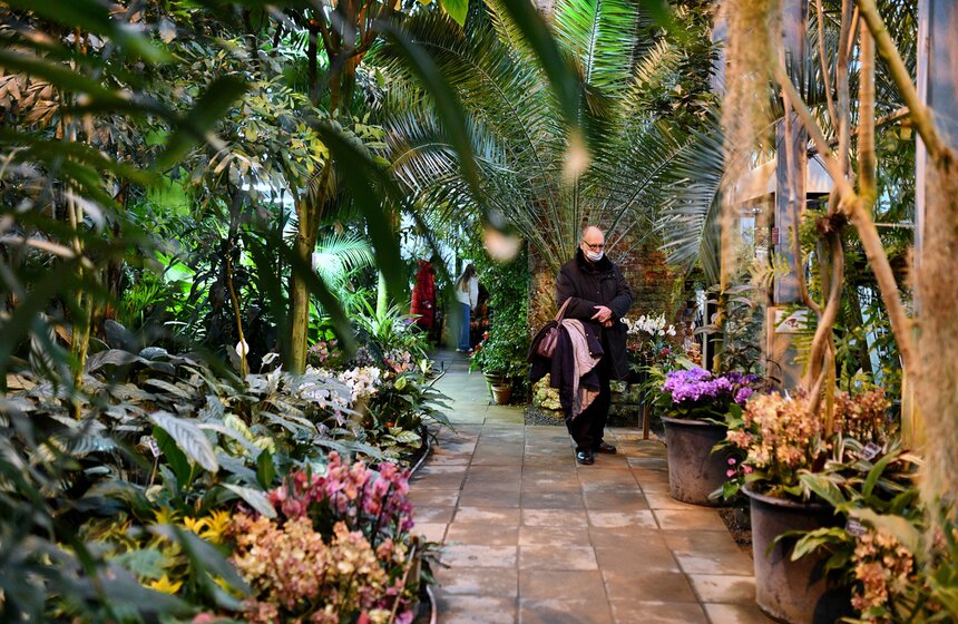 В "Аптекарском огороде" открылся фестиваль экзотических растений "Тропическая зима" 12 фото