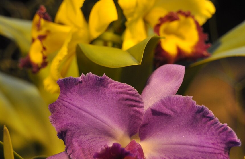 Фестиваль "Экзотическая зима" открылся в "Аптекарском огороде" 22 фото