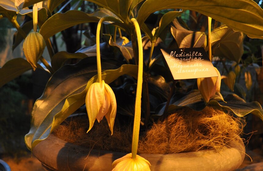 Фестиваль "Экзотическая зима" открылся в "Аптекарском огороде" 21 фото