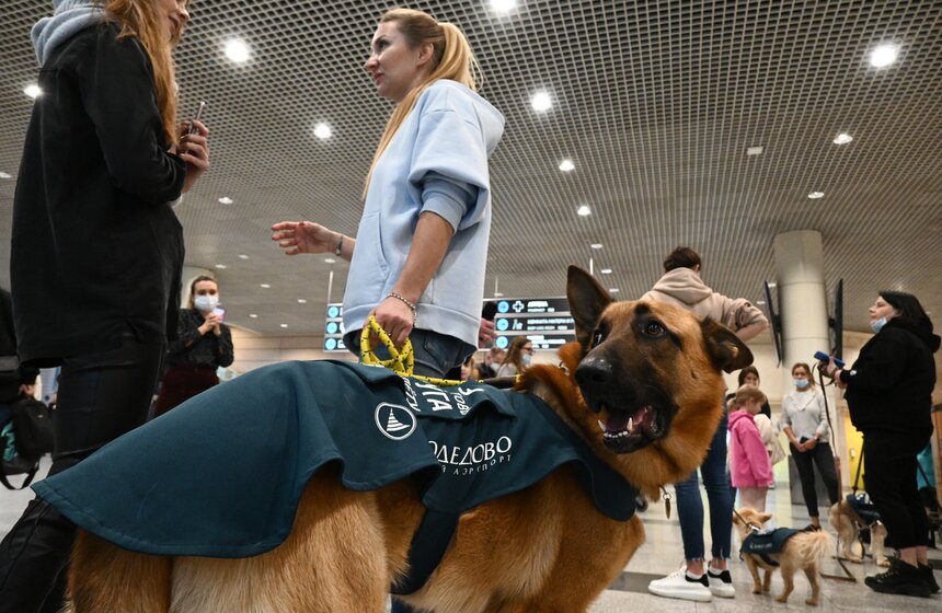 В Домодедово прошла акция "Подготовь друга к полету" 13 фото