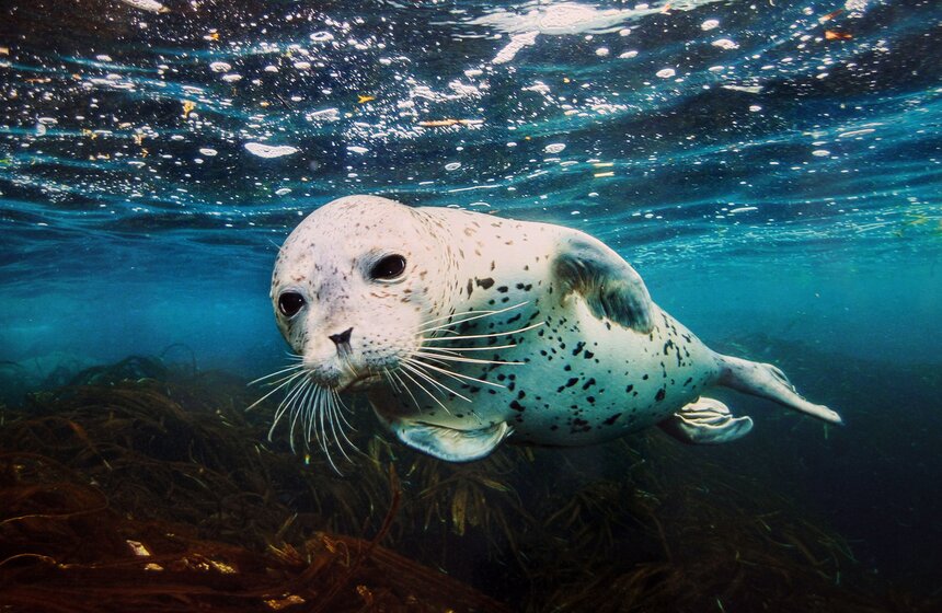 Фестиваль природы "Первозданная Россия" открылся в ЦДХ 18 фото