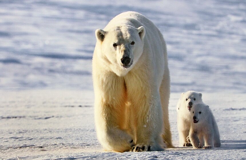 Фестиваль природы "Первозданная Россия" открылся в ЦДХ 2 фото