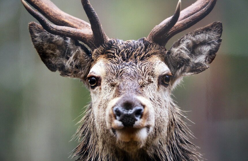 Фестиваль природы "Первозданная Россия" открылся в ЦДХ 3 фото