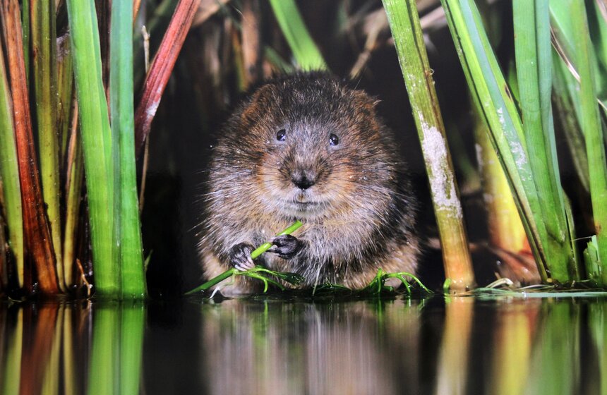 Фестиваль природы "Первозданная Россия" открылся в ЦДХ 15 фото