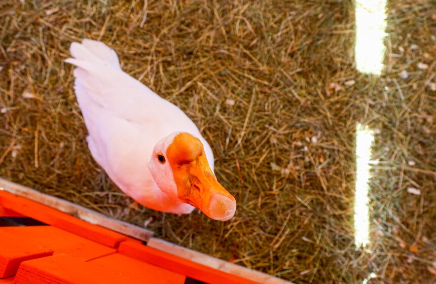 Гастрофестиваль "Золотая осень – 2022" завершился на ВДНХ 11 фото