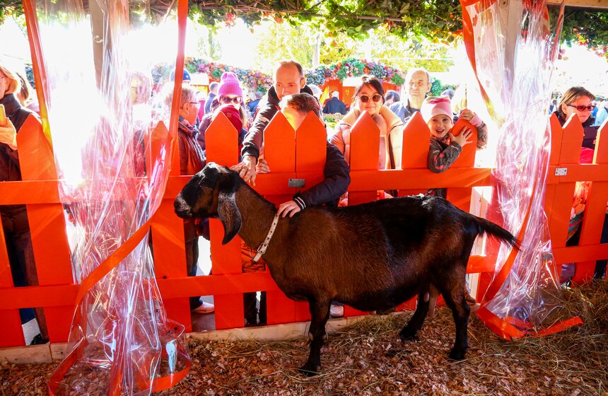 Гастрофестиваль "Золотая осень – 2022" завершился на ВДНХ 12 фото