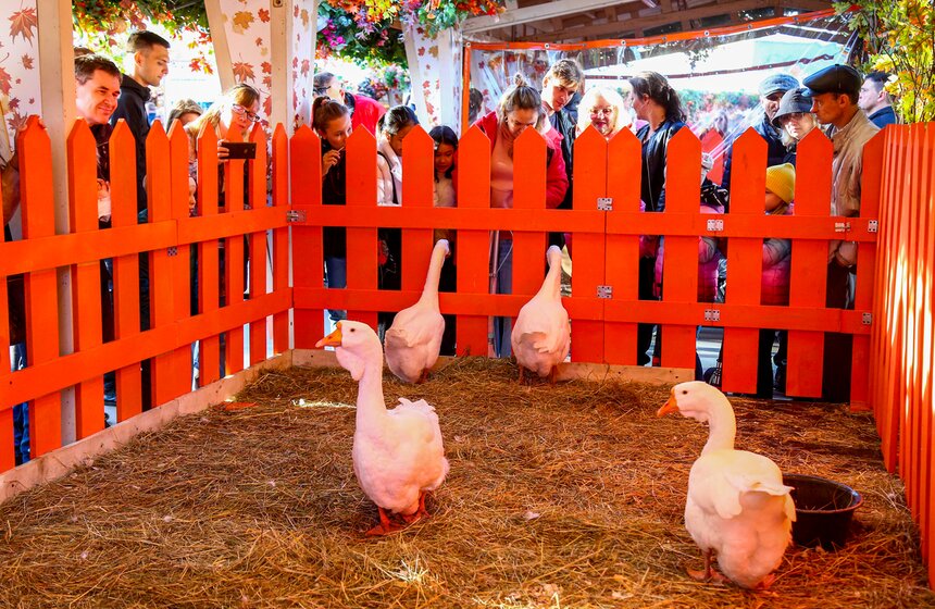 Гастрофестиваль "Золотая осень – 2022" завершился на ВДНХ 7 фото