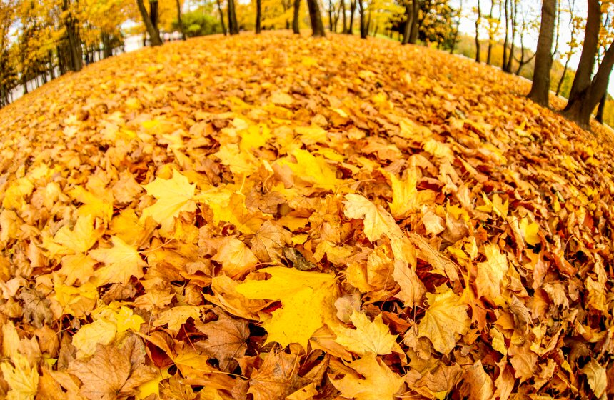 Синоптик заявил, что золотая осень в Центральной России продлится еще неделю 9 фото