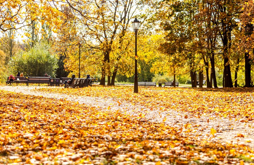 Синоптик заявил, что золотая осень в Центральной России продлится еще неделю 14 фото