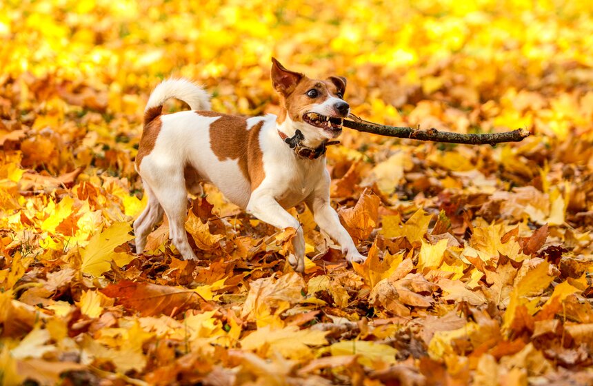Синоптик заявил, что золотая осень в Центральной России продлится еще неделю 6 фото