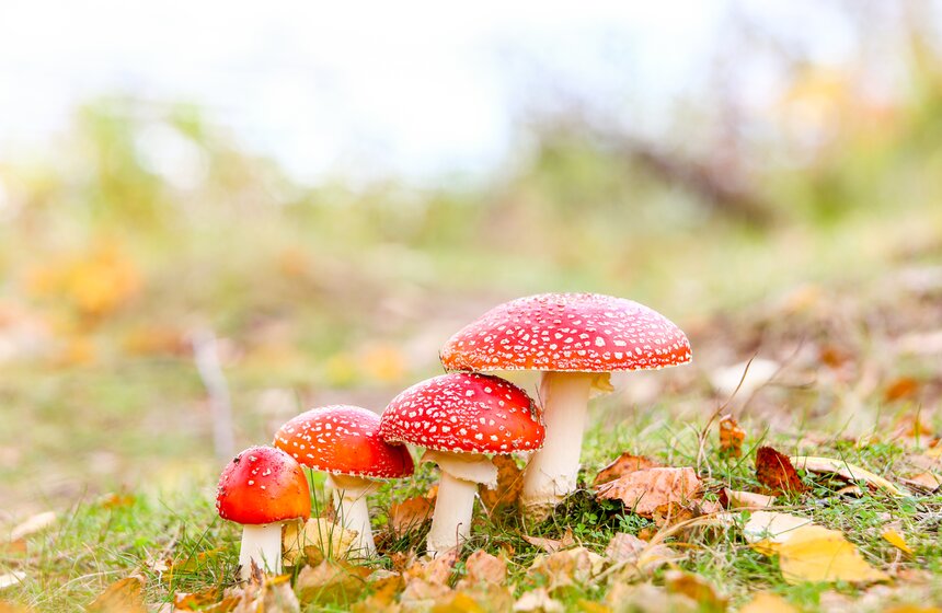 Синоптик заявил, что золотая осень в Центральной России продлится еще неделю 5 фото