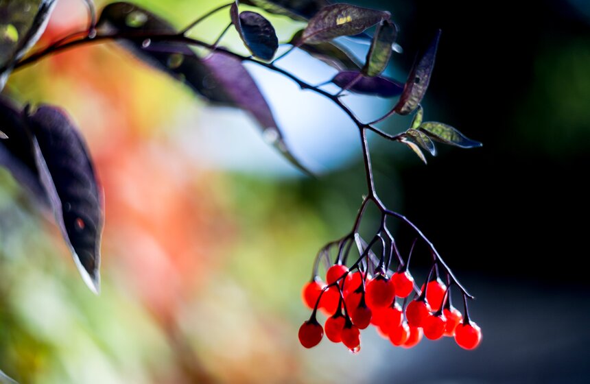 Синоптик заявил, что золотая осень в Центральной России продлится еще неделю 8 фото