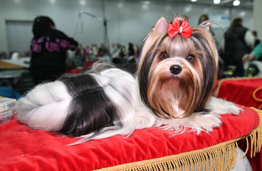 В Москве провели всероссийскую выставку собак "Россия. Кубок РКФ" 15 фото