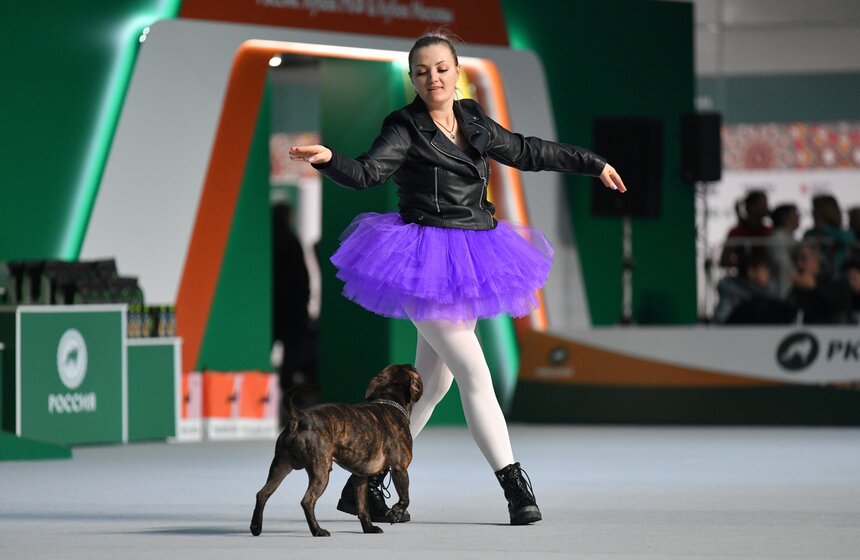 В Москве провели всероссийскую выставку собак "Россия. Кубок РКФ" 10 фото
