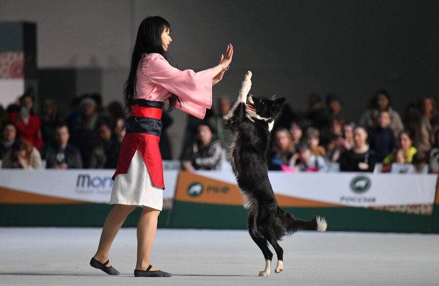 В Москве провели всероссийскую выставку собак "Россия. Кубок РКФ" 12 фото