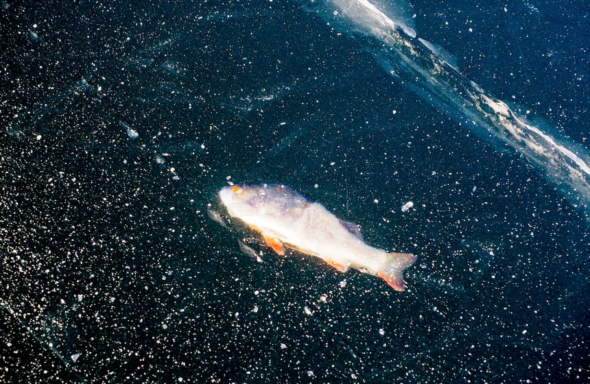 В Москве ввели усиленное патрулирование рек и водоемов из-за хрупкого льда 6 фото