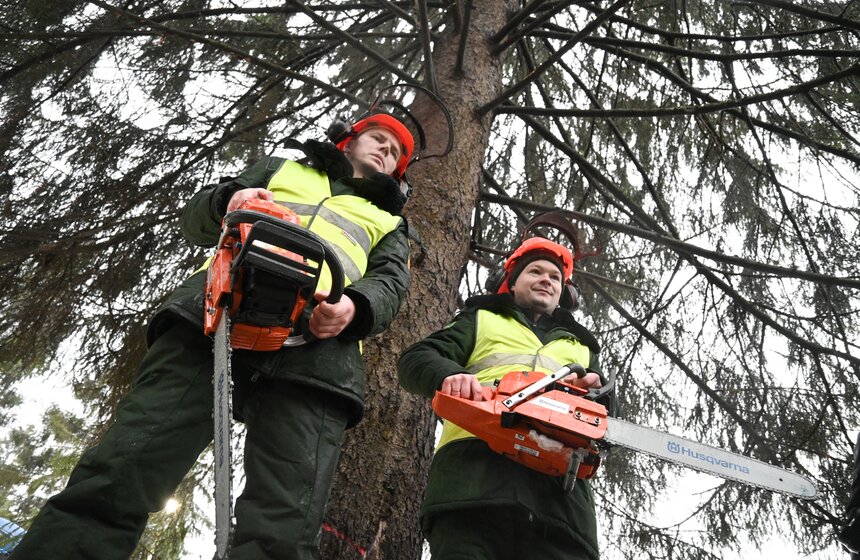 Главную новогоднюю елку России спилили в Подмосковье 16 фото