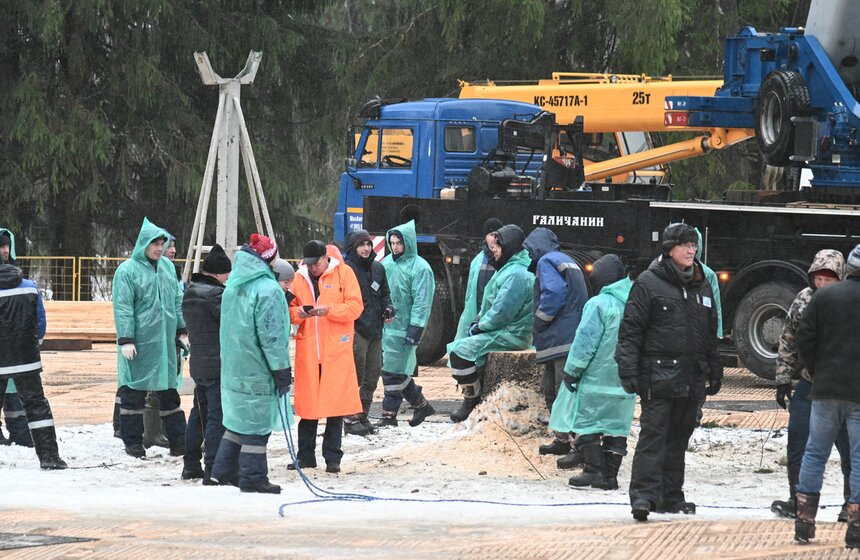 Главную новогоднюю елку России спилили в Подмосковье 21 фото