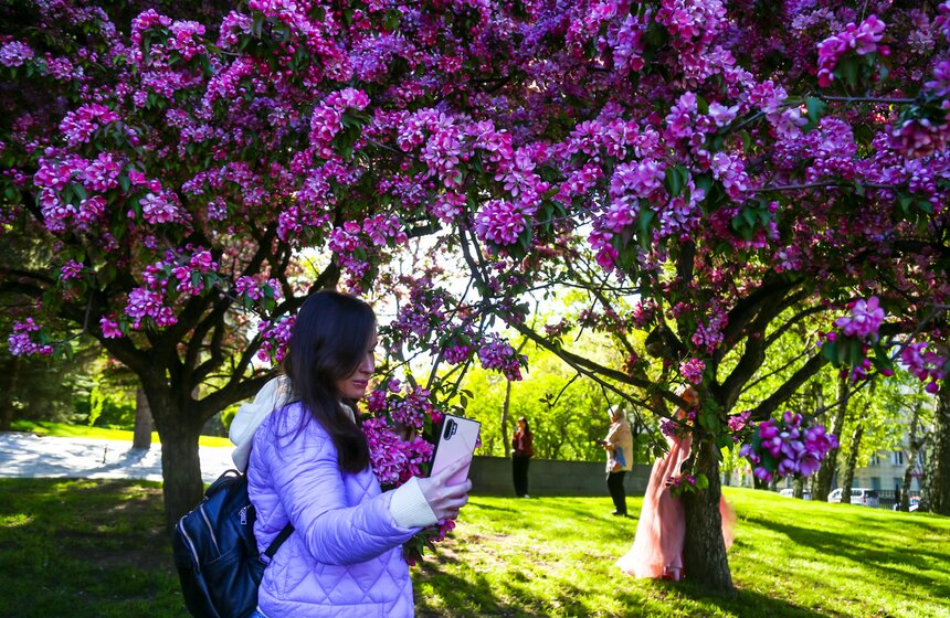 В московских парках расцвели яблони 9 фото