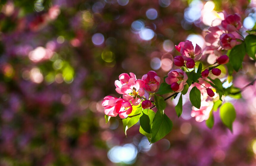 В московских парках расцвели яблони 5 фото