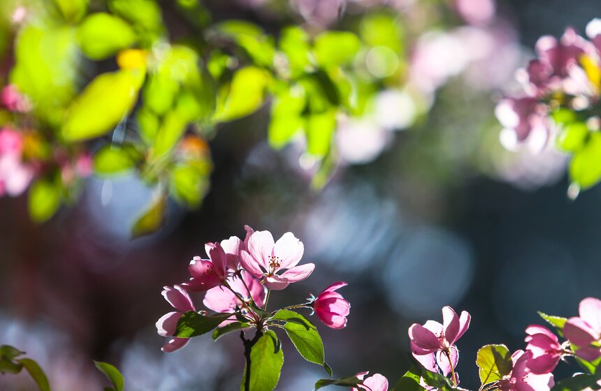 В московских парках расцвели яблони 11 фото