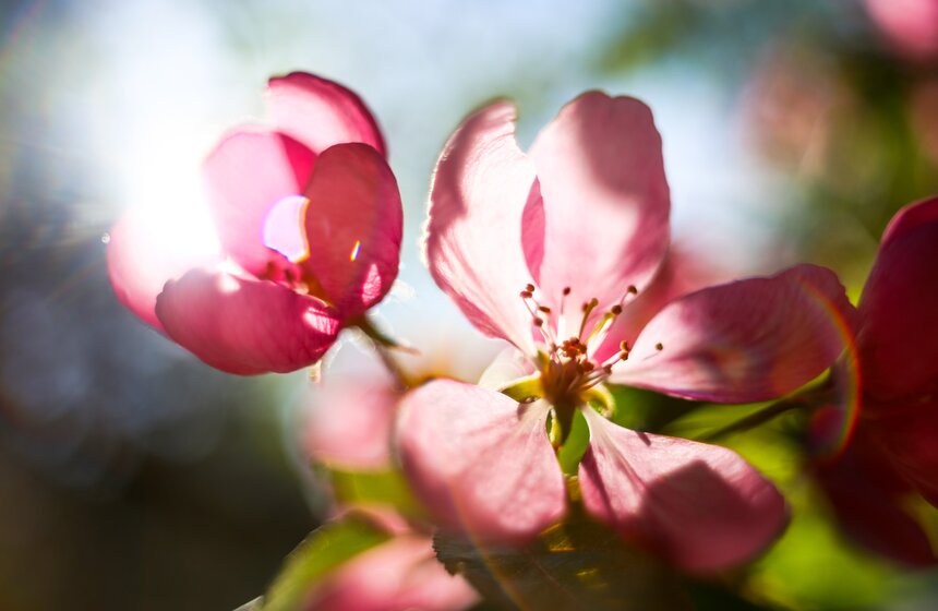 В московских парках расцвели яблони 6 фото