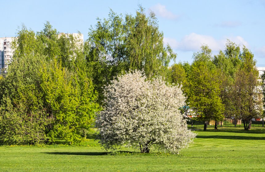 В московских парках расцвели яблони 8 фото
