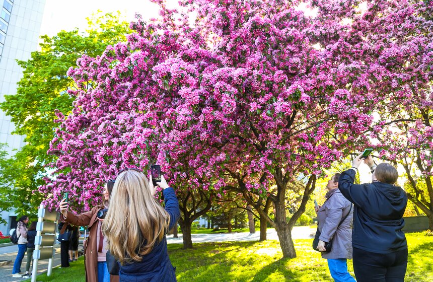 В московских парках расцвели яблони 1 фото