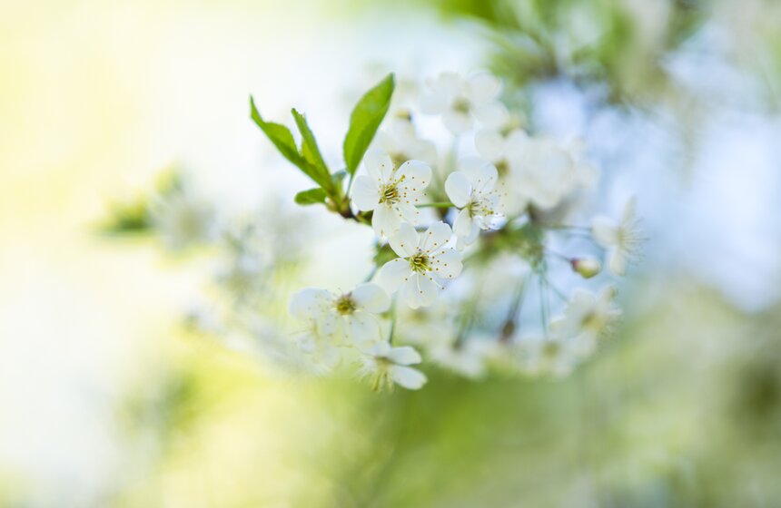 В московских парках расцвели яблони 3 фото