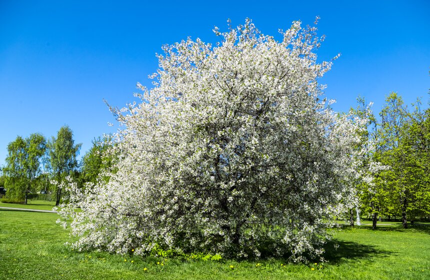 В московских парках расцвели яблони 16 фото