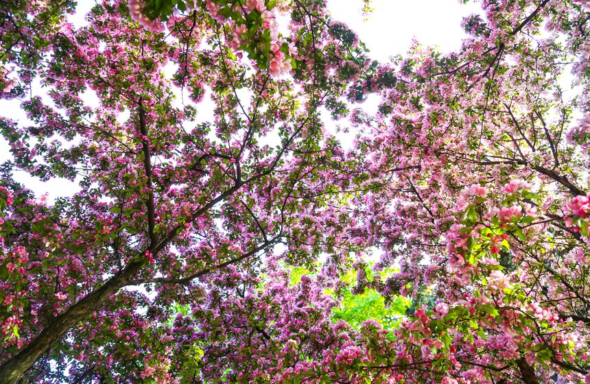 В московских парках расцвели яблони 14 фото