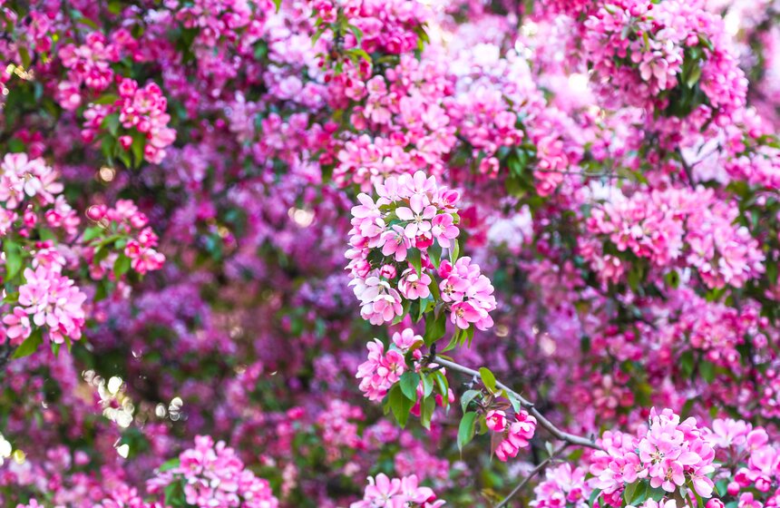 В московских парках расцвели яблони 17 фото