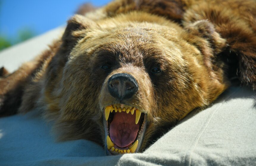 В Москве прошел "Сабантуй-2022" 16 фото