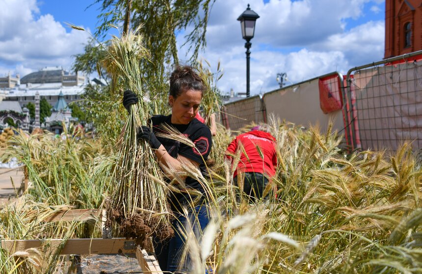 Поле с пшеницей и маками появилось в центре Москвы 14 фото