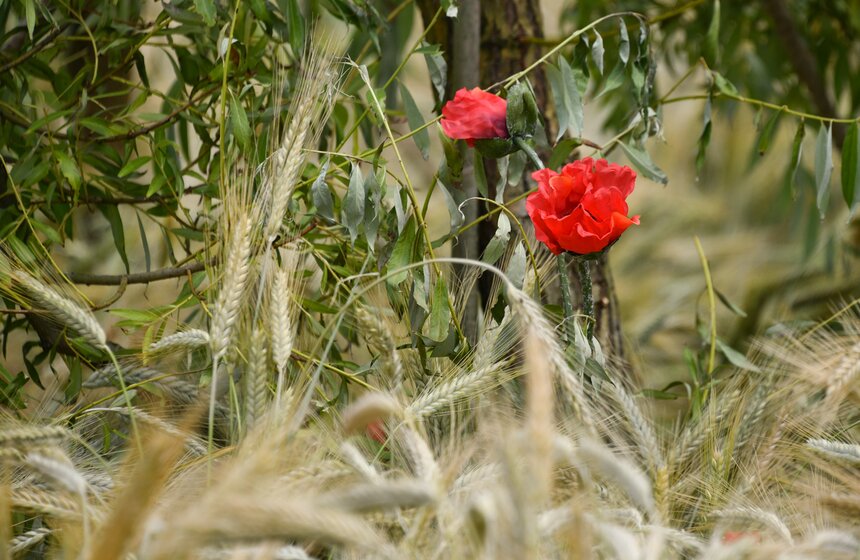 Поле с пшеницей и маками появилось в центре Москвы 3 фото