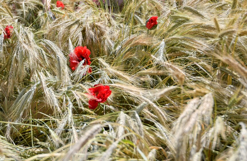 Поле с пшеницей и маками появилось в центре Москвы 9 фото