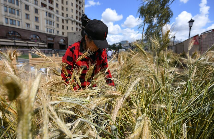 Поле с пшеницей и маками появилось в центре Москвы 11 фото