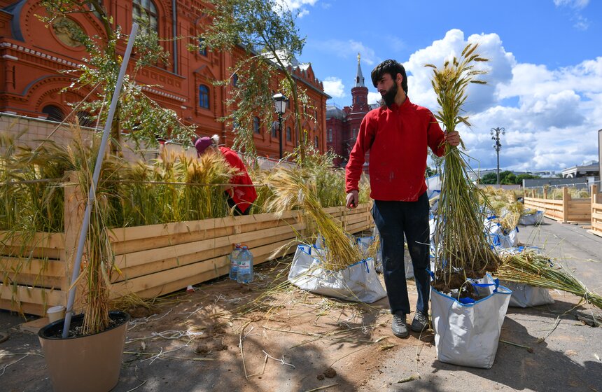 Поле с пшеницей и маками появилось в центре Москвы 10 фото