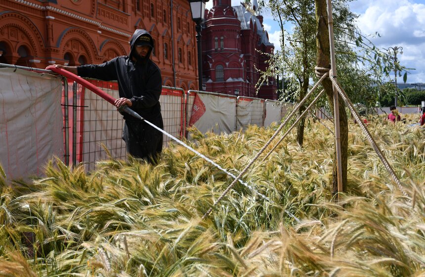 Поле с пшеницей и маками появилось в центре Москвы 5 фото