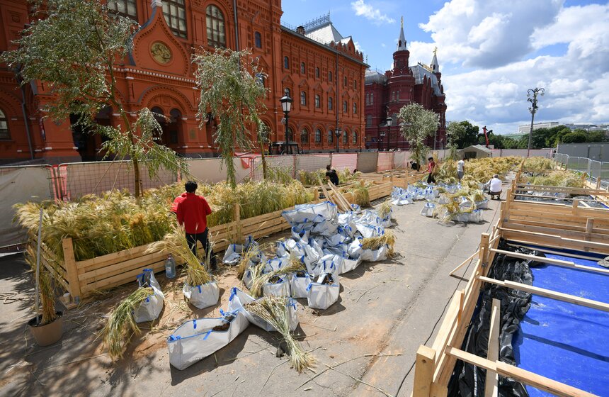 Поле с пшеницей и маками появилось в центре Москвы 1 фото