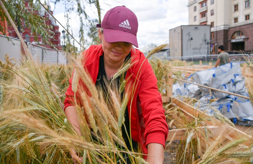 Поле с пшеницей и маками появилось в центре Москвы 2 фото