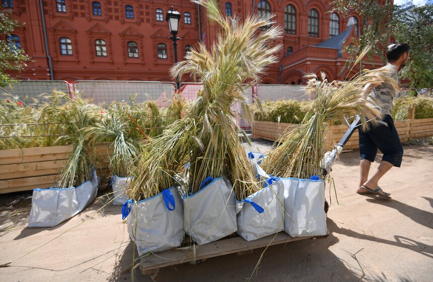 Поле с пшеницей и маками появилось в центре Москвы 6 фото