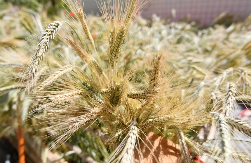 Поле с пшеницей и маками появилось в центре Москвы 7 фото