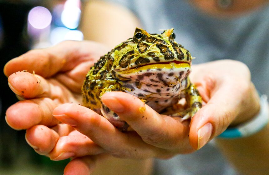 Выставка "Рептилиум" прошла в Москве 14 фото