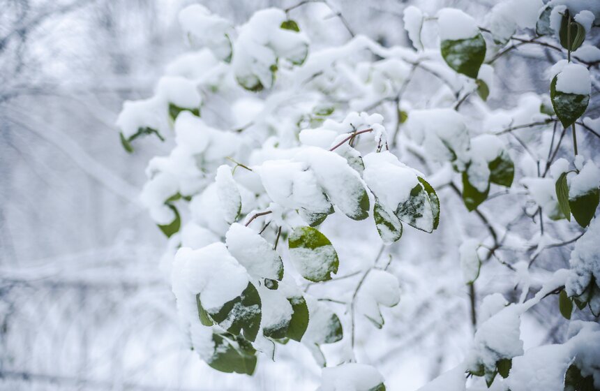 В Москве прошел первый в сезоне снегопад 10 фото