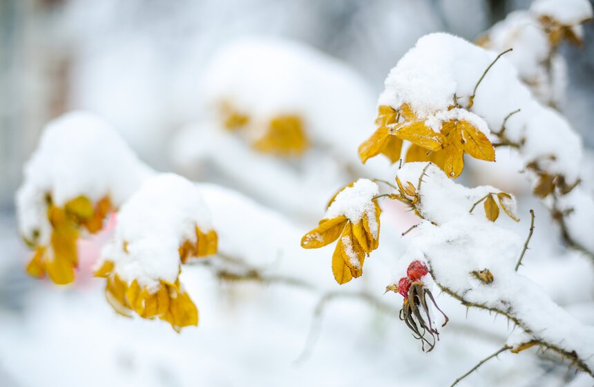 В Москве прошел первый в сезоне снегопад 19 фото